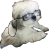 Komik köpek fotoğrafları  8
