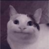 Cats meme 2 7