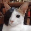 Cat Reaction😹😁 7