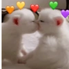 Reações gatinhos 14