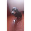 Perritos Diarios Caseros  🙈 22