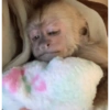 Macaco 22