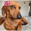 🎀 Perritos tiernos 🎀 6