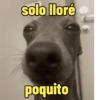 Frases perrunas cool 17