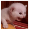 #Gatitos tiernos 😍❤️ 17