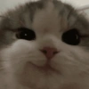 Random Cat's 🐱 6