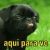 Cachorrinhos  6