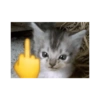 Anomali kucing 22