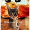 Gatinhos 19