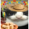 CHEGOU O SÃO JOÃO 🧑‍🌾🎉🌽 7