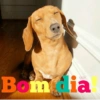 Bom dia