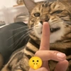 Kucing Meme 13