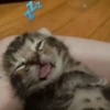 Cat Reaction😹😁 19