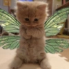Reações gatinhos 7