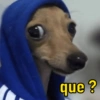 Cachorrinhos  8