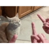Kucing kucing 7