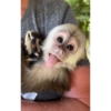 Monos graciosos😝 8