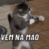 Gatos que te definem 🐱😹 9