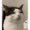 Memes de gatos 🐱😂 17