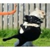 Talking cat 28