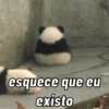 Urso dramático  14