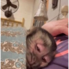 MIQUITOS FOFITOS 9