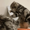 Gatos Random!! #2 15