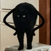 Random Cat's 🐱 22