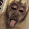 Macaco 23