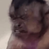 Macacos 7