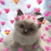 💖💞Love Reactions 4💞💖 9