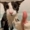 MICHIS 🥰🐱 27