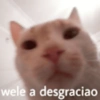 @gatass Ihilean wele a desgraciao