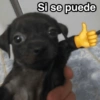 Si se puede