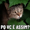 PO VC É ASSIM?