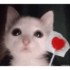 Gatinhos reagindo 19