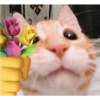 Gatitos bonitos 😺💞 12