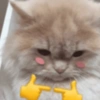 Gatos cura depresión😻 15