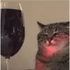 Gatitos bonitos 😺💞 10