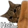 🐱 Gatitos En Secuencia🧩 7