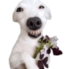 Cute Dogs  8