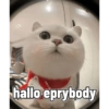 Kucing imlek 13