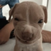 Cachorros caóticos e fofos🤣😍 13