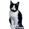 Kucing 9