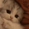 Gatitos. | @ocenferios  Haki. 8