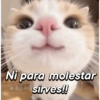 Ni para molestar sirves!!