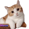 Kucing 5