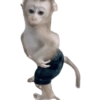 Monyet monkey 6