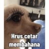 Hrus cetar membahana