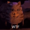 🥚😸Huevo disfrazado de Gato😸🥚 8